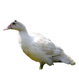 duck-525414_1280