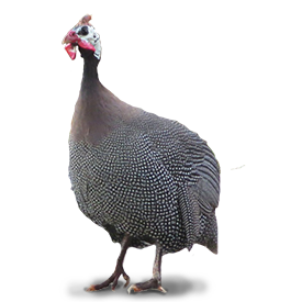 helmeted-guineafowl-183681_1280